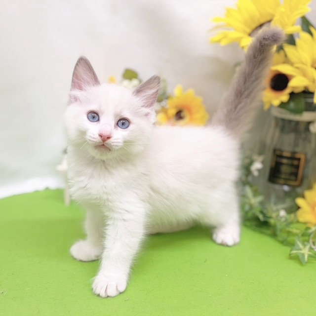 静岡県のラグドール (犬の家＆猫の里藤枝店/2026年6月15日生まれ/男の子/ブルーポイントバイカラー)の子猫の4枚目の画像