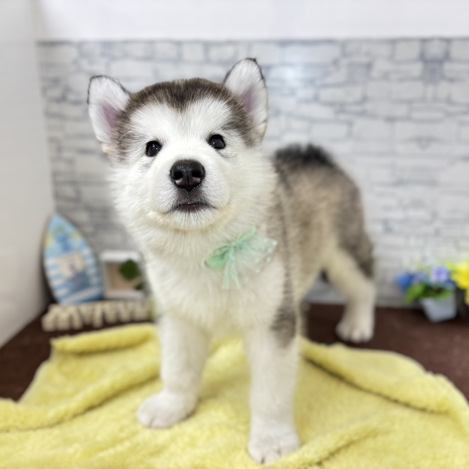 長野県のアラスカンマラミュート (犬の家＆猫の里長野店/2026年6月15日生まれ/女の子/セーブルホワイト)の子犬の4枚目の画像