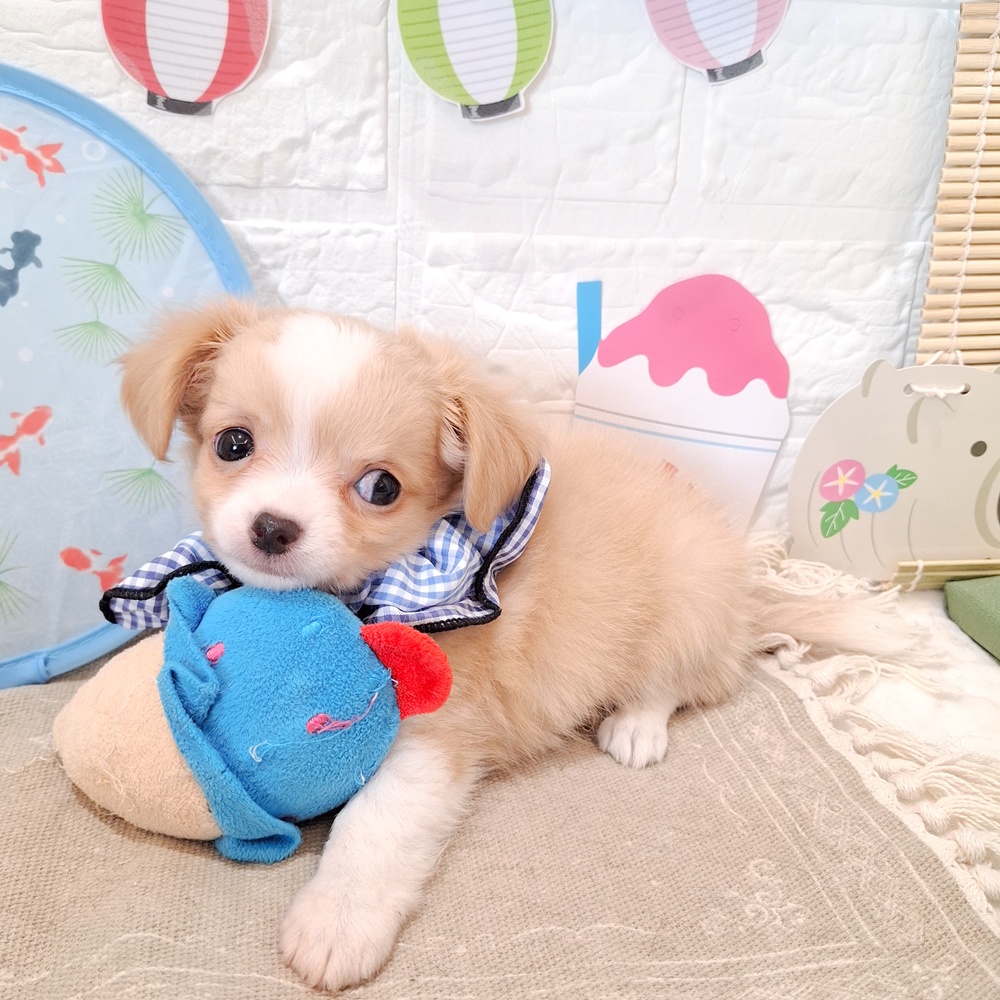 静岡県のチワワ(ロング) (犬の家＆猫の里富士店/2026年6月16日生まれ/男の子/クリームホワイト)の子犬の4枚目の画像
