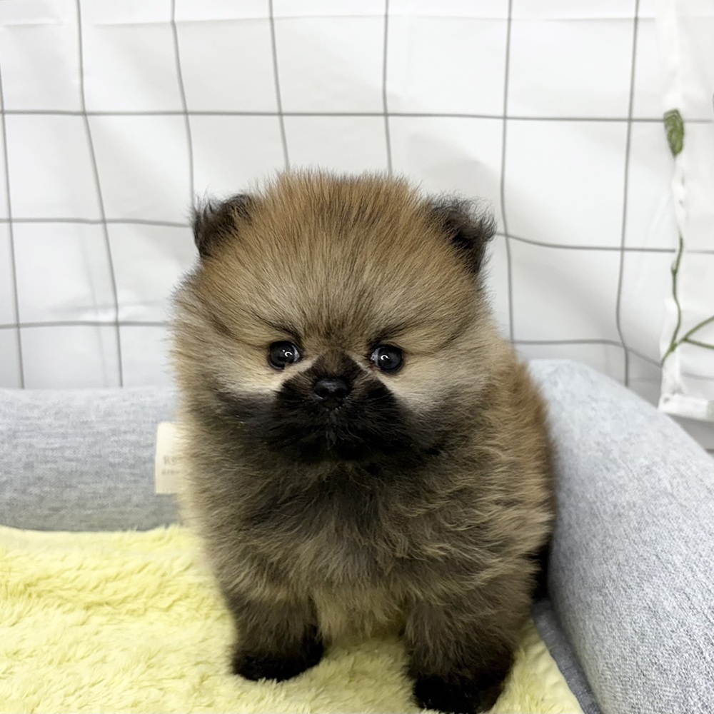 長野県のポメラニアン (犬の家＆猫の里塩尻店/2026年6月14日生まれ/男の子/オレンジセーブル)の子犬の4枚目の画像