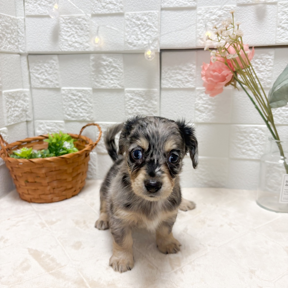 東京都のチワックス(チワワ×ダックス) (犬の家＆猫の里ペットフォレスト小平店/2026年6月16日生まれ/女の子/シルバーダップル)の子犬の4枚目の画像