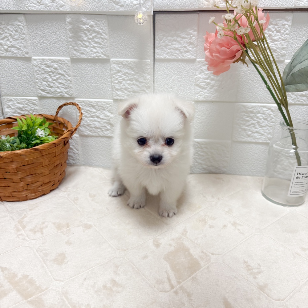 東京都のポメチワ/チワポメ/ポメチー(ポメラニアン×チワワ) (犬の家＆猫の里ペットフォレスト小平店/2026年6月13日生まれ/女の子/ホワイト)の子犬の1枚目の画像