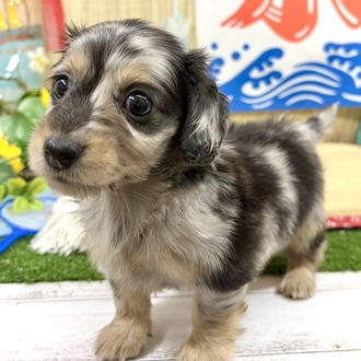 神奈川県のミニチュアダックスフンド(ロング) (犬の家＆猫の里小田原店/2026年6月16日生まれ/男の子/シルバーダップル)の子犬の4枚目の画像