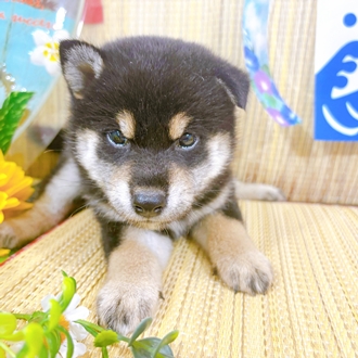神奈川県のゴールデンレトリバー (犬の家＆猫の里小田原店/2026年6月26日生まれ/女の子/ゴールデン)の子犬の4枚目の画像