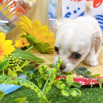 神奈川県のチワックス(チワワ×ダックス) (犬の家＆猫の里小田原店/2026年6月29日生まれ/女の子/クリーム)の子犬の4枚目の画像