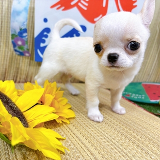 神奈川県のチワワ(スムース) (犬の家＆猫の里小田原店/2026年6月30日生まれ/男の子/ホワイトクリーム)の子犬の4枚目の画像