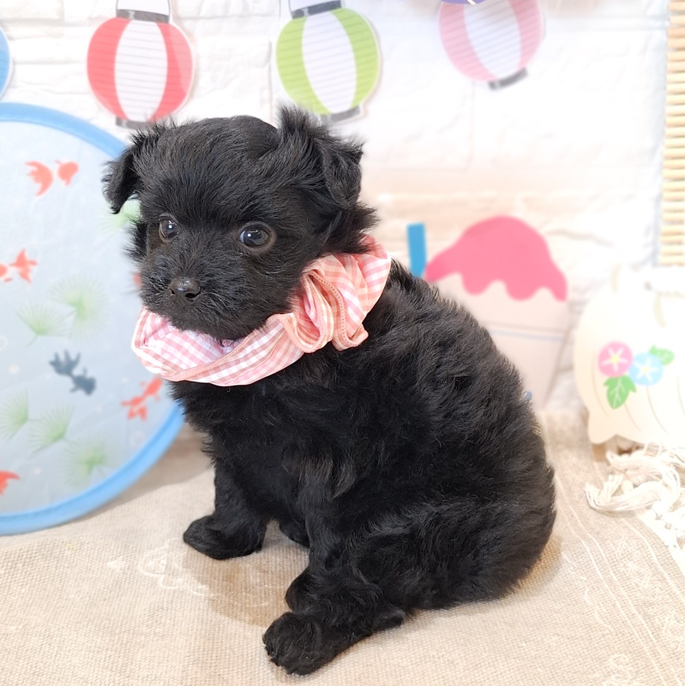 静岡県のポメプー(ポメラニアン×プードル) (犬の家＆猫の里富士店/2026年6月14日生まれ/女の子/ブラック)の子犬の4枚目の画像