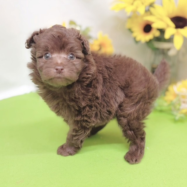 静岡県のポメプー(ポメラニアン×プードル) (犬の家＆猫の里藤枝店/2026年6月14日生まれ/女の子/チョコレート)の子犬の4枚目の画像