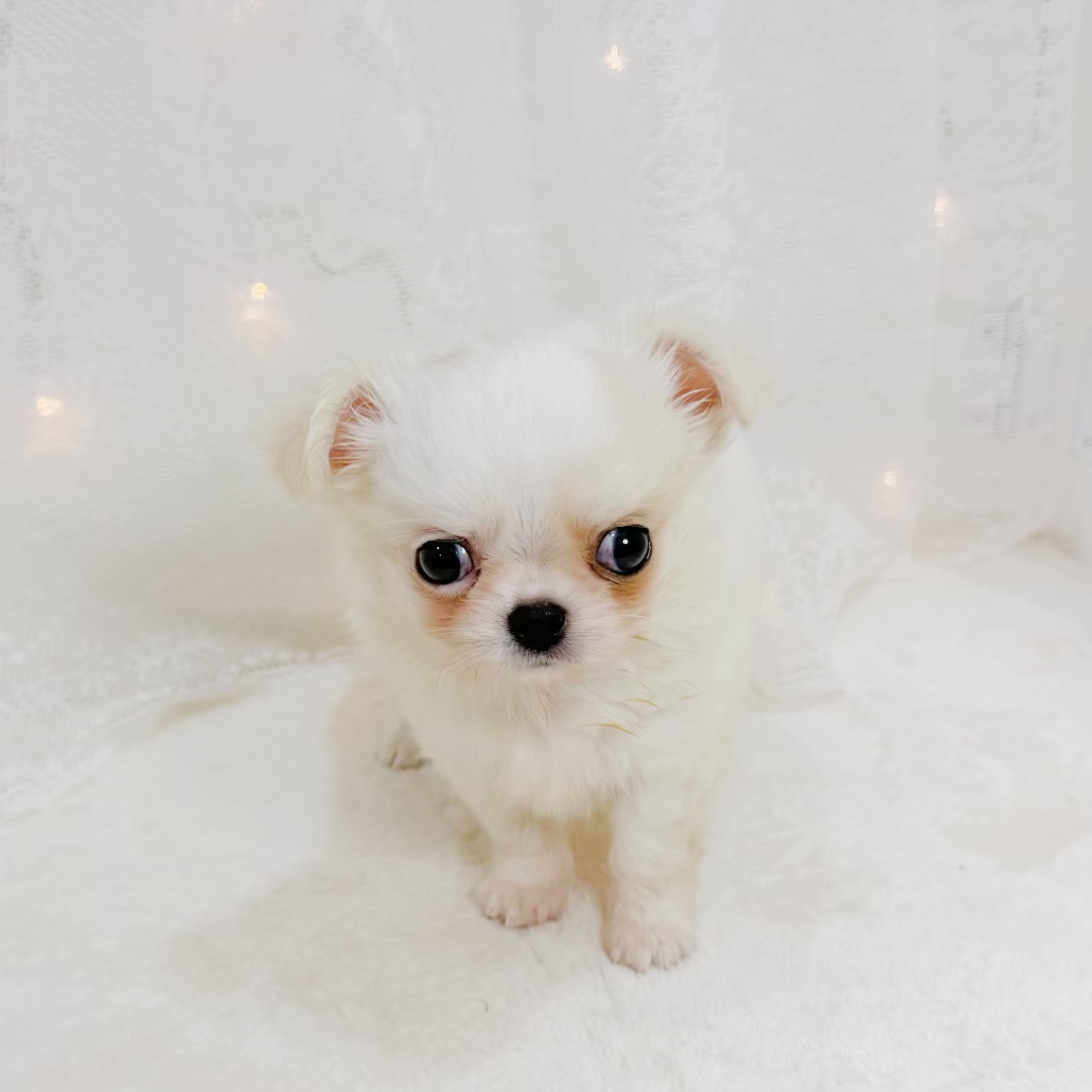 千葉県のチワワ(ロング) (犬の家＆猫の里BIGHOPガーデンモール印西店/2026年6月16日生まれ/男の子/ホワイトクリーム)の子犬の4枚目の画像