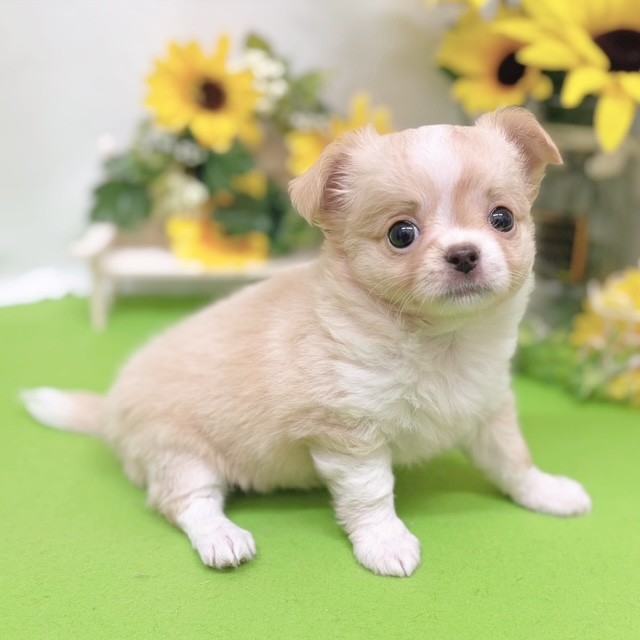 静岡県のチワワ(ロング) (犬の家＆猫の里藤枝店/2026年6月14日生まれ/女の子/クリームホワイト)の子犬の4枚目の画像