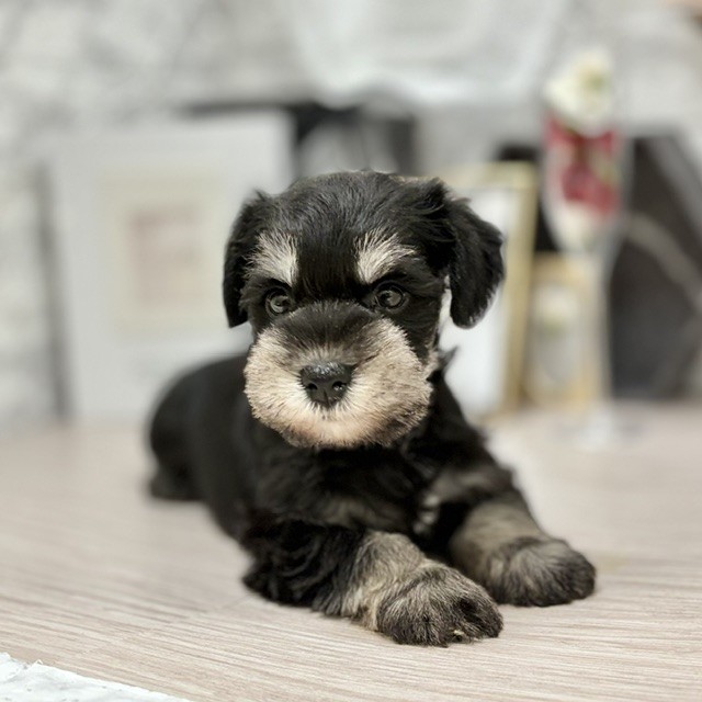 千葉県のミニチュアシュナウザー (犬の家＆猫の里ワンズモール稲毛店/2026年6月14日生まれ/男の子/ブラックシルバー)の子犬の1枚目の画像