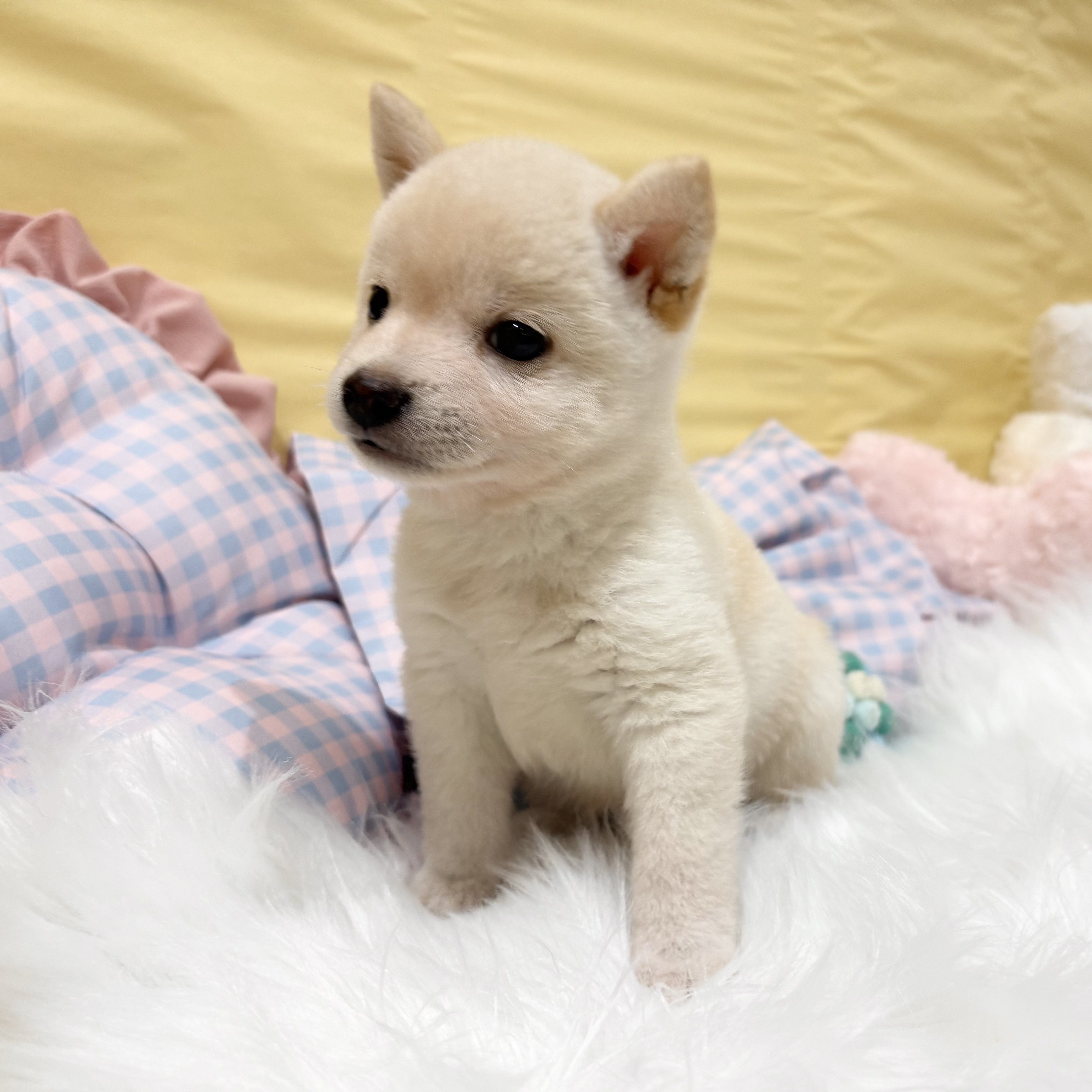 神奈川県の豆柴 (犬の家＆猫の里元住吉ブレーメン通り店/2026年6月14日生まれ/男の子/白)の子犬の1枚目の画像