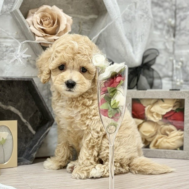 千葉県のビションプー(ビションフリーゼ×プードル) (犬の家＆猫の里ワンズモール稲毛店/2026年6月14日生まれ/男の子/クリーム)の子犬の4枚目の画像