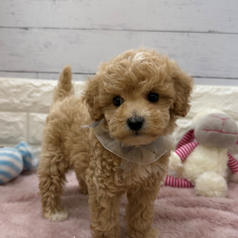 静岡県のビションプー(ビションフリーゼ×プードル) (犬の家＆猫の里アミーゴ浜松和田店/2026年6月14日生まれ/男の子/クリーム)の子犬の4枚目の画像