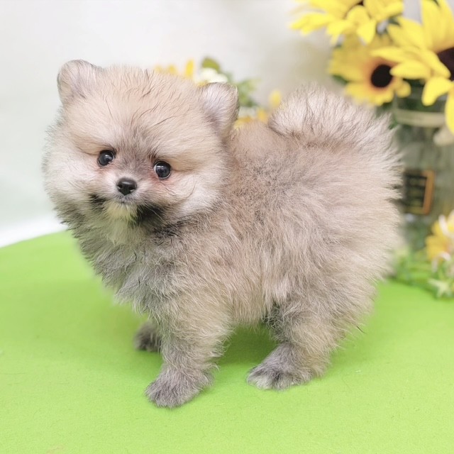 静岡県のポメラニアン (犬の家＆猫の里藤枝店/2026年6月16日生まれ/男の子/オレンジセーブル)の子犬の4枚目の画像