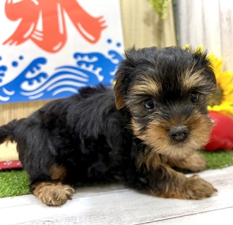 神奈川県のヨークシャーテリア (犬の家＆猫の里小田原店/2026年6月16日生まれ/男の子/スチールブルータン)の子犬の4枚目の画像