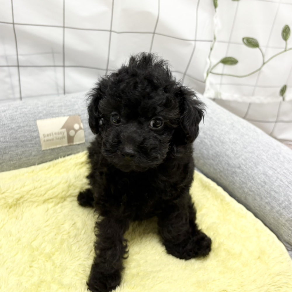 長野県のトイプードル(タイニー) (犬の家＆猫の里塩尻店/2026年6月13日生まれ/女の子/ブラック)の子犬の4枚目の画像