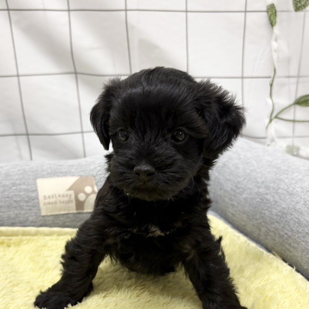 長野県のヨープー(ヨークシャーテリア×プードル) (犬の家＆猫の里塩尻店/2026年6月15日生まれ/女の子/ブラック)の子犬の4枚目の画像
