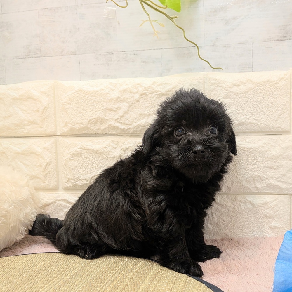 静岡県のヨープー(ヨークシャーテリア×プードル) (犬の家＆猫の里プレ葉ウォーク浜北店/2026年6月15日生まれ/女の子/ブラック)の子犬の4枚目の画像