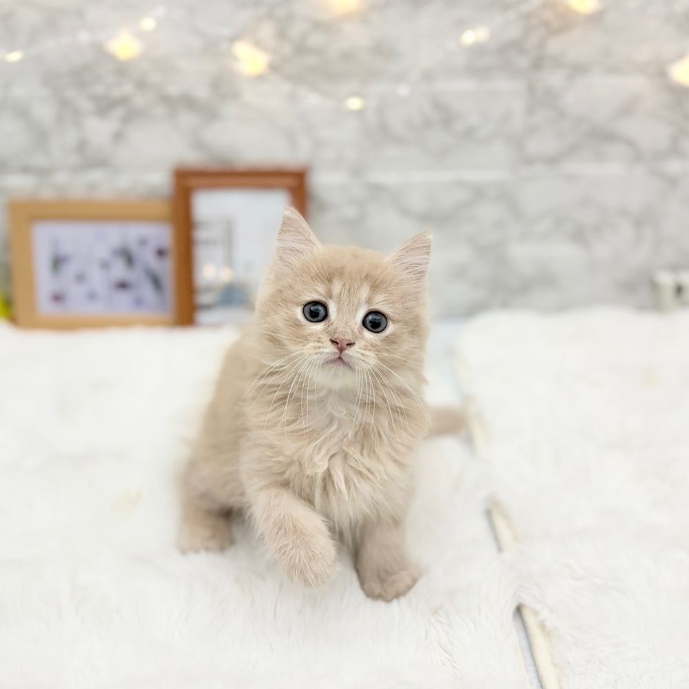 静岡県のマンチカン (犬の家＆猫の里MEGAドン・キホーテ袋井店/2026年6月14日生まれ/男の子/クリームタビー)の子猫の4枚目の画像