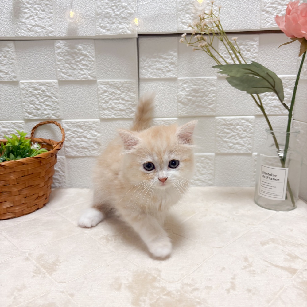 東京都のマンチカン (犬の家＆猫の里ペットフォレスト小平店/2026年6月14日生まれ/女の子/レッドタビー)の子猫の4枚目の画像