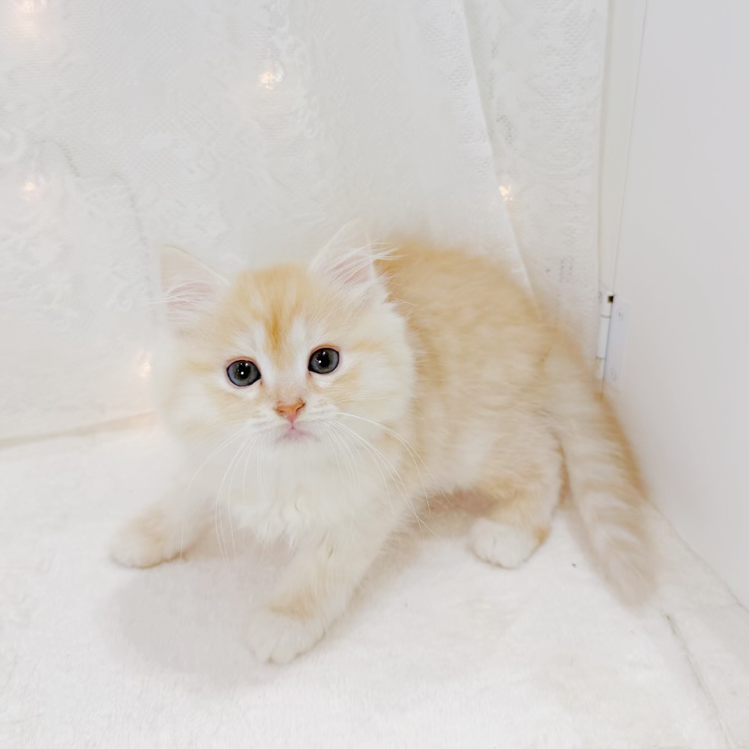 千葉県のマンチカン (犬の家＆猫の里BIGHOPガーデンモール印西店/2026年6月14日生まれ/女の子/レッドタビーホワイト)の子猫の1枚目の画像