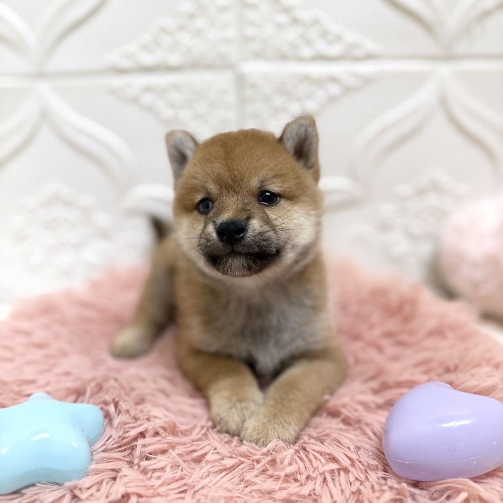 愛知県の柴犬(標準サイズ) (犬の家＆猫の里岡崎店/2026年6月15日生まれ/男の子/赤)の子犬の4枚目の画像