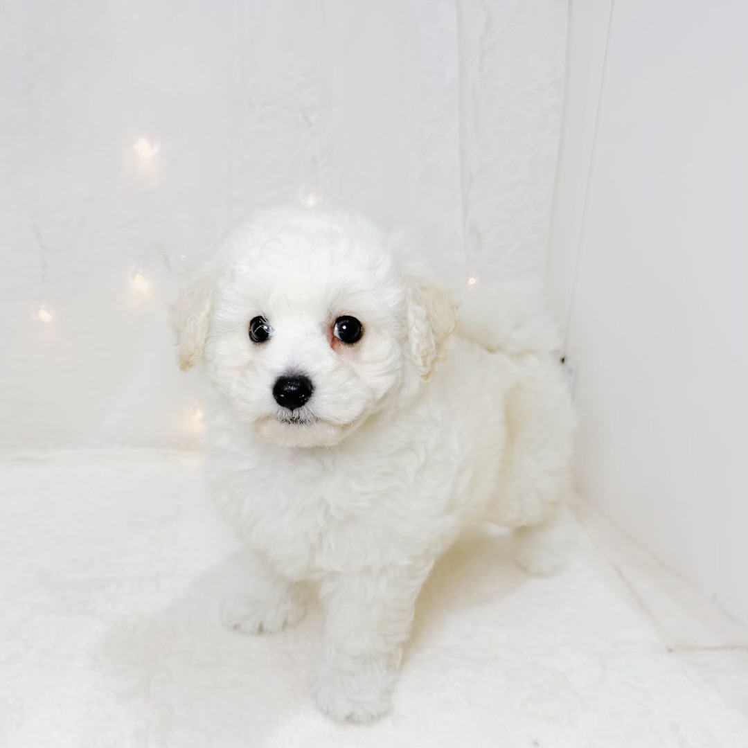 千葉県のビションプー(ビションフリーゼ×プードル) (犬の家＆猫の里BIGHOPガーデンモール印西店/2026年6月14日生まれ/男の子/ホワイト)の子犬の1枚目の画像