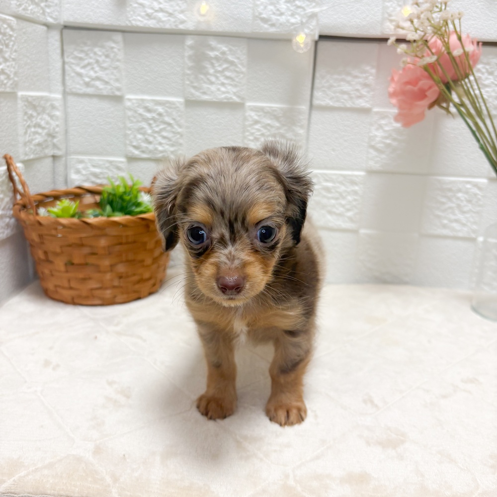 東京都のチワックス(チワワ×ダックス) (犬の家＆猫の里ペットフォレスト小平店/2026年6月14日生まれ/女の子/チョコレートダップル)の子犬の4枚目の画像