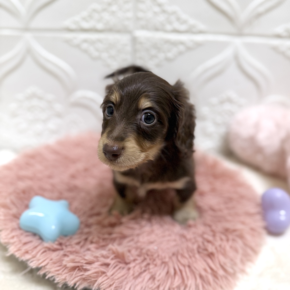 愛知県のミニチュアダックスフンド(ロング) (犬の家＆猫の里岡崎店/2026年6月14日生まれ/男の子/チョコレートイエロー)の子犬の4枚目の画像