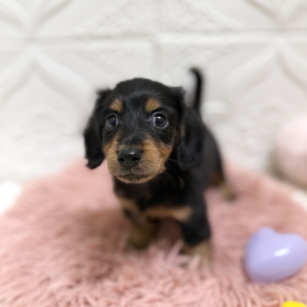 愛知県のミニチュアダックスフンド(ロング) (犬の家＆猫の里岡崎店/2026年6月14日生まれ/男の子/ブラックタン)の子犬の4枚目の画像