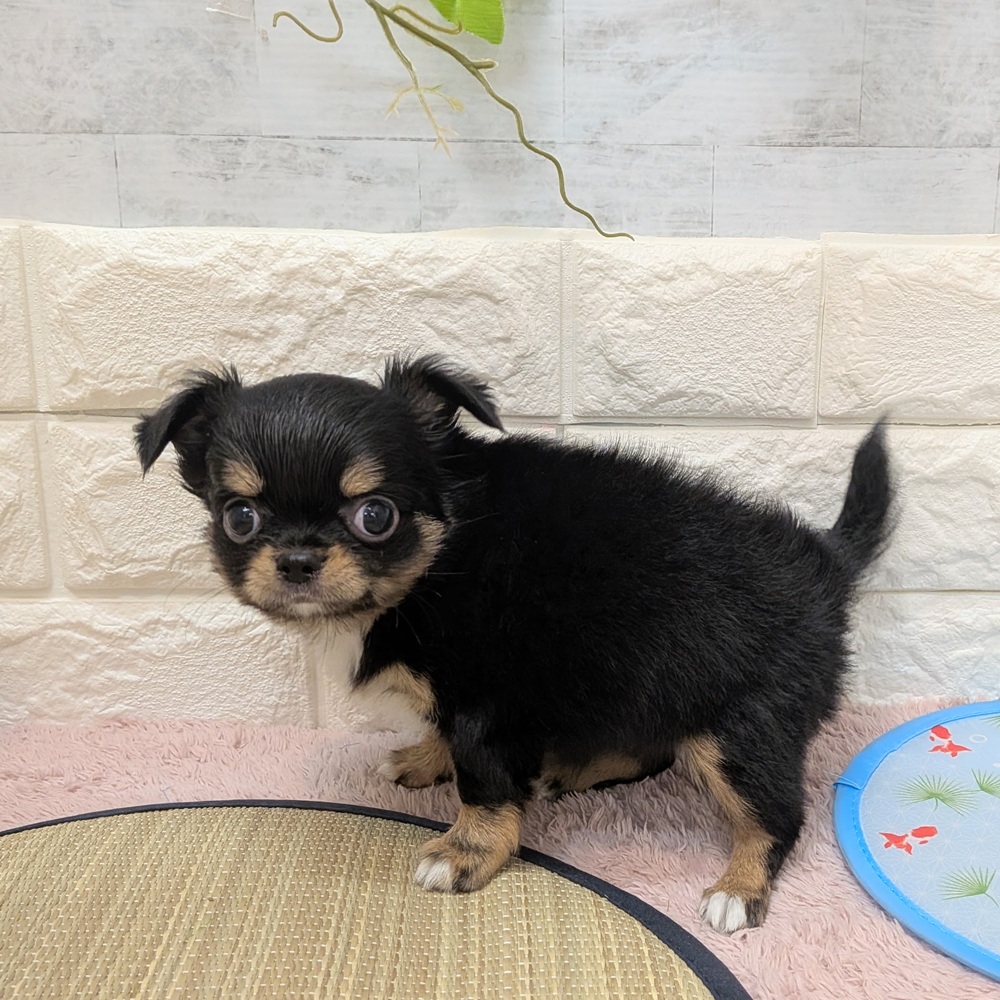 静岡県のチワワ(ロング) (犬の家＆猫の里プレ葉ウォーク浜北店/2026年6月15日生まれ/女の子/ブラックタンホワイト)の子犬の4枚目の画像
