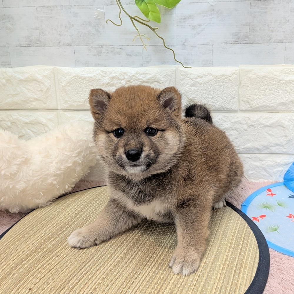静岡県の柴犬(標準サイズ) (犬の家＆猫の里プレ葉ウォーク浜北店/2026年6月16日生まれ/男の子/赤)の子犬の4枚目の画像