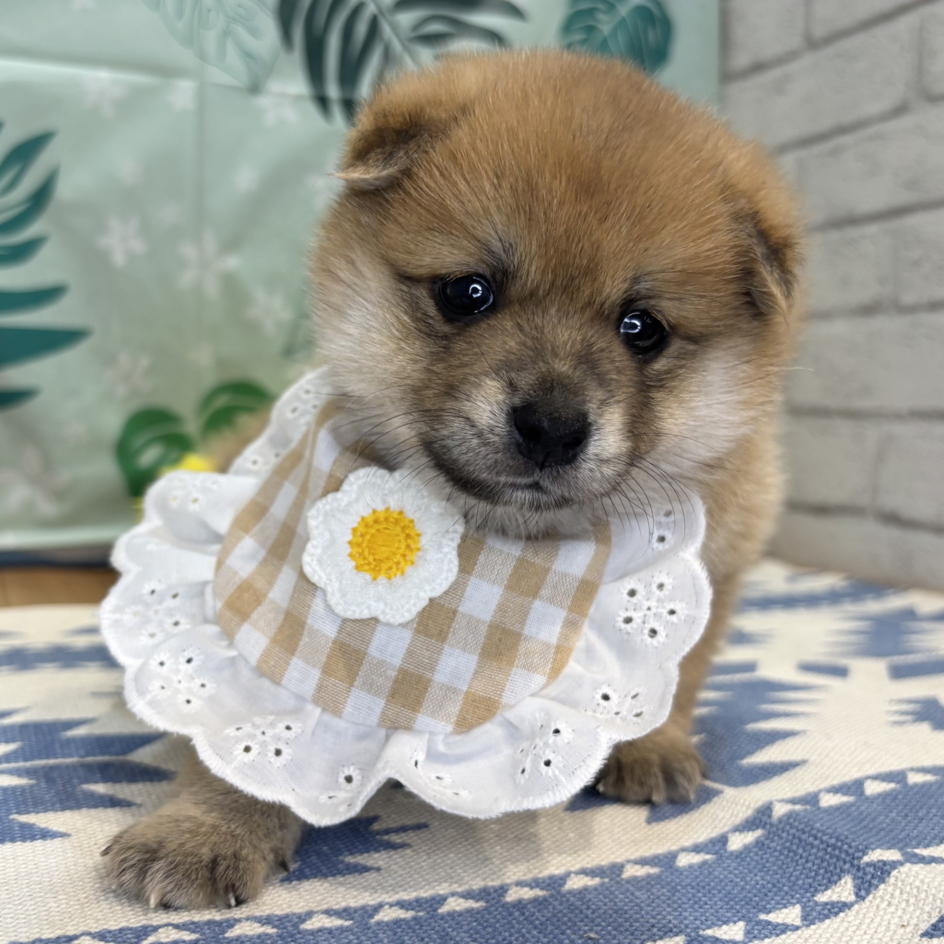 長野県のポメ柴/豆ポメ/ポメ豆柴(ポメラニアン×柴犬) (犬の家＆猫の里カインズ梓川店/2026年6月16日生まれ/女の子/赤)の子犬の4枚目の画像