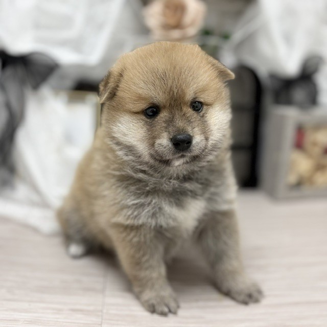 千葉県のポメ柴/豆ポメ/ポメ豆柴(ポメラニアン×柴犬) (犬の家＆猫の里ワンズモール稲毛店/2026年6月16日生まれ/男の子/赤)の子犬の4枚目の画像