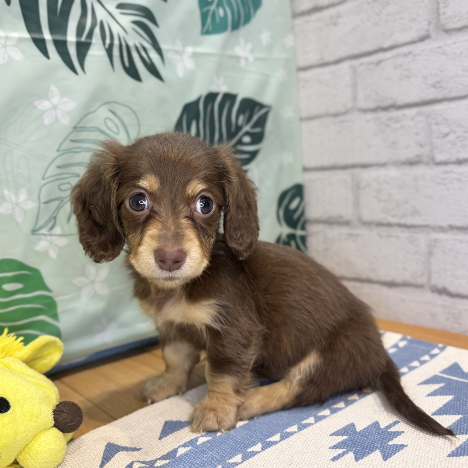 長野県のミニチュアダックスフンド(ロング) (犬の家＆猫の里カインズ梓川店/2026年6月16日生まれ/女の子/チョコレートタン)の子犬の1枚目の画像