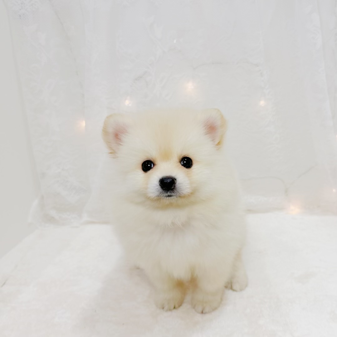 千葉県のポメラニアン (犬の家＆猫の里BIGHOPガーデンモール印西店/2026年6月16日生まれ/女の子/クリーム)の子犬の1枚目の画像