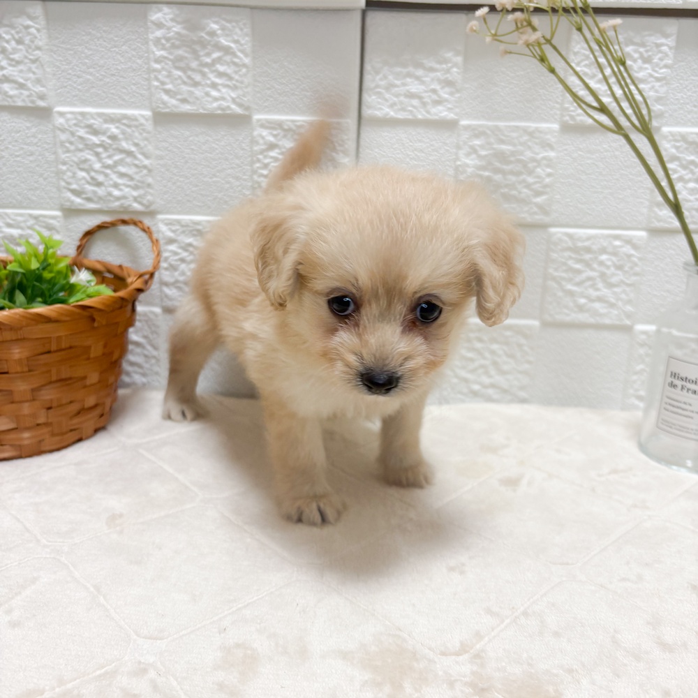 東京都のポメプー(ポメラニアン×プードル) (犬の家＆猫の里ペットフォレスト小平店/2026年6月14日生まれ/女の子/クリーム)の子犬の4枚目の画像