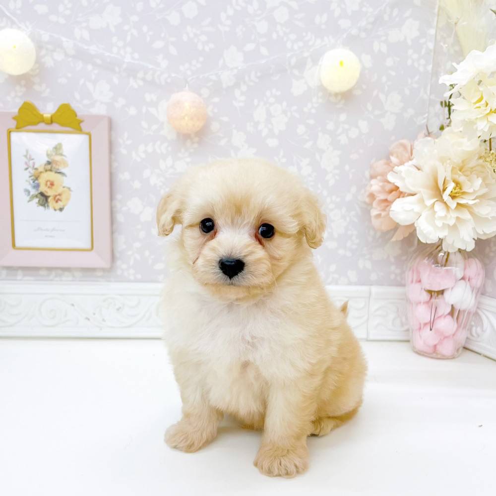 富山県のポメプー(ポメラニアン×プードル) (犬の家＆猫の里富山店/2026年6月14日生まれ/男の子/クリーム)の子犬の4枚目の画像