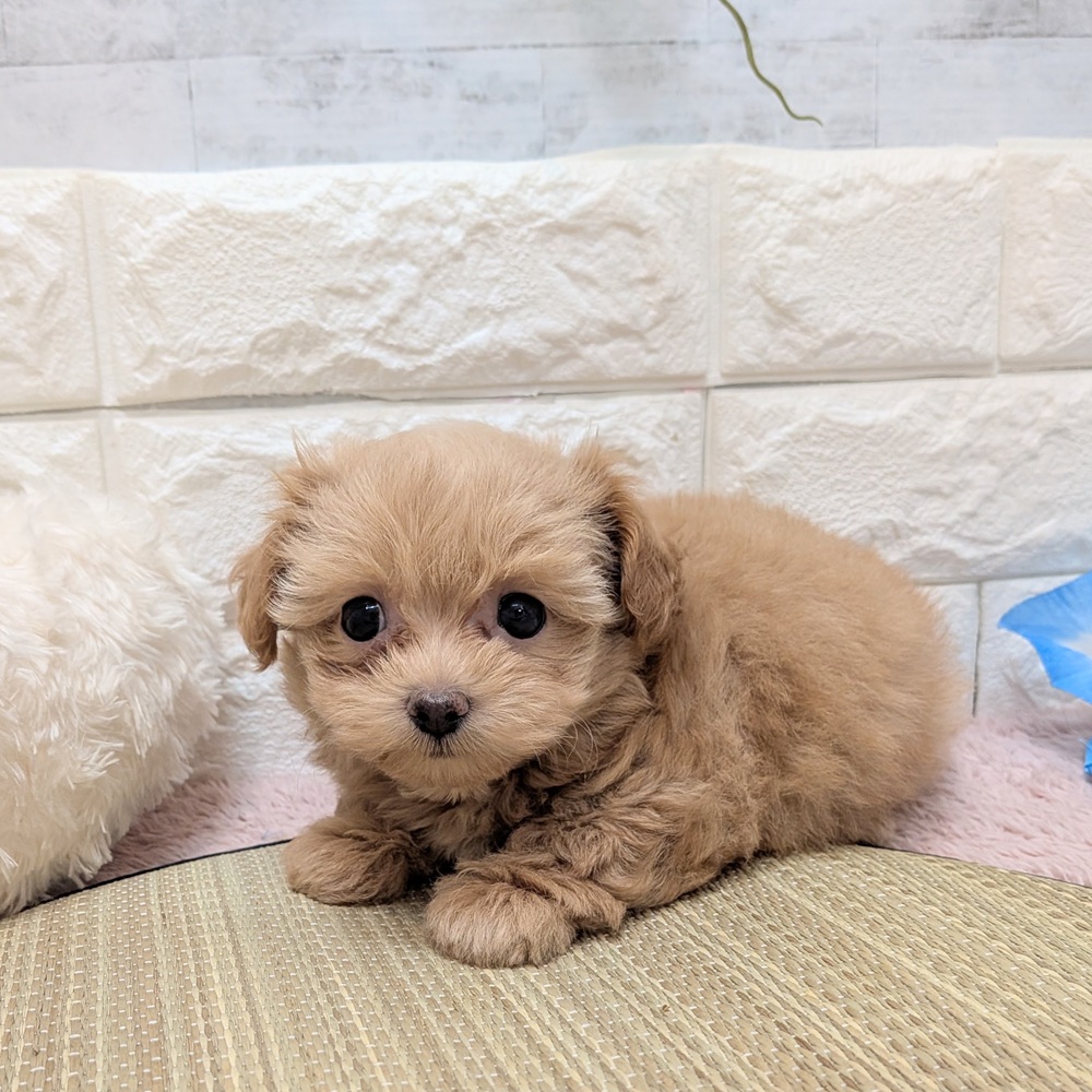 静岡県のチワプー/プーチー(チワワ×プードル) (犬の家＆猫の里プレ葉ウォーク浜北店/2026年6月15日生まれ/男の子/アプリコット)の子犬の4枚目の画像