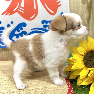 神奈川県のチワワ(ロング) (犬の家＆猫の里小田原店/2026年6月15日生まれ/男の子/ホワイト＆チョコレートフォーン)の子犬の4枚目の画像