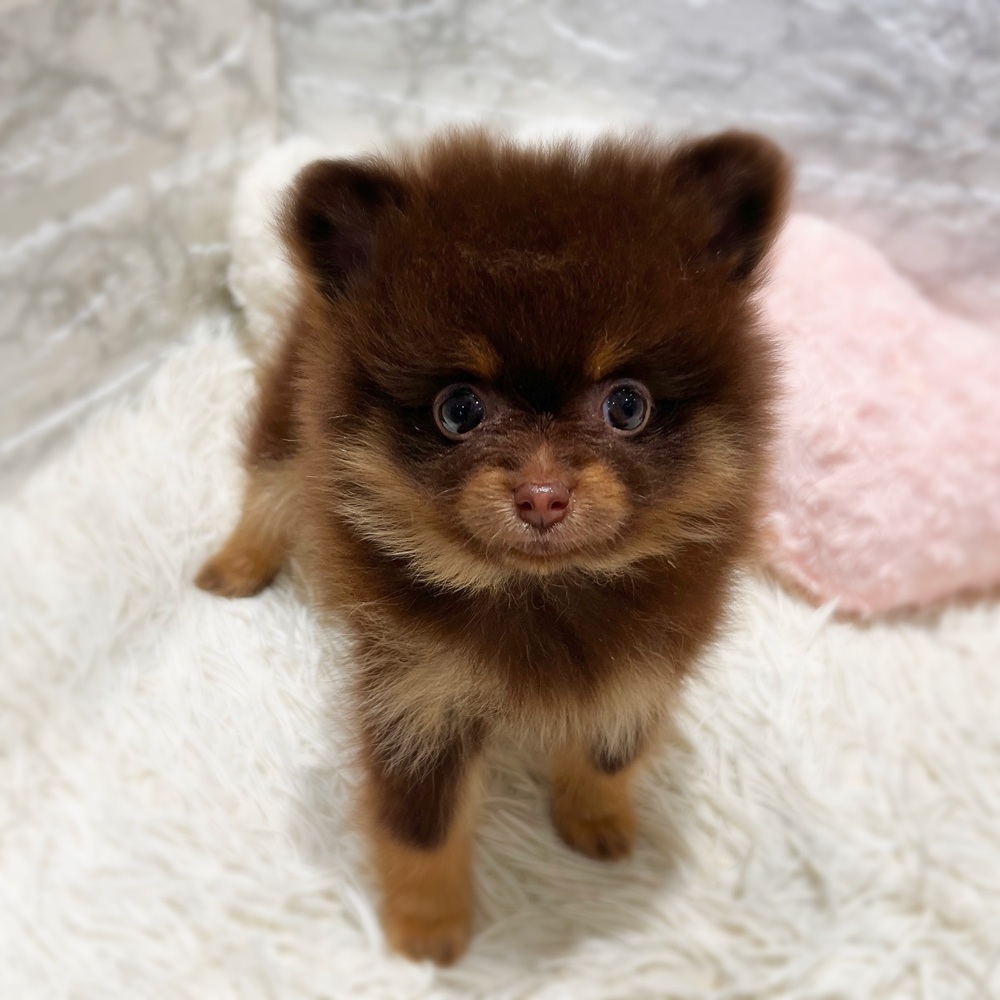 愛知県のポメラニアン (犬の家＆猫の里MiO香久山店/2026年6月16日生まれ/女の子/チョコレートタン)の子犬の4枚目の画像