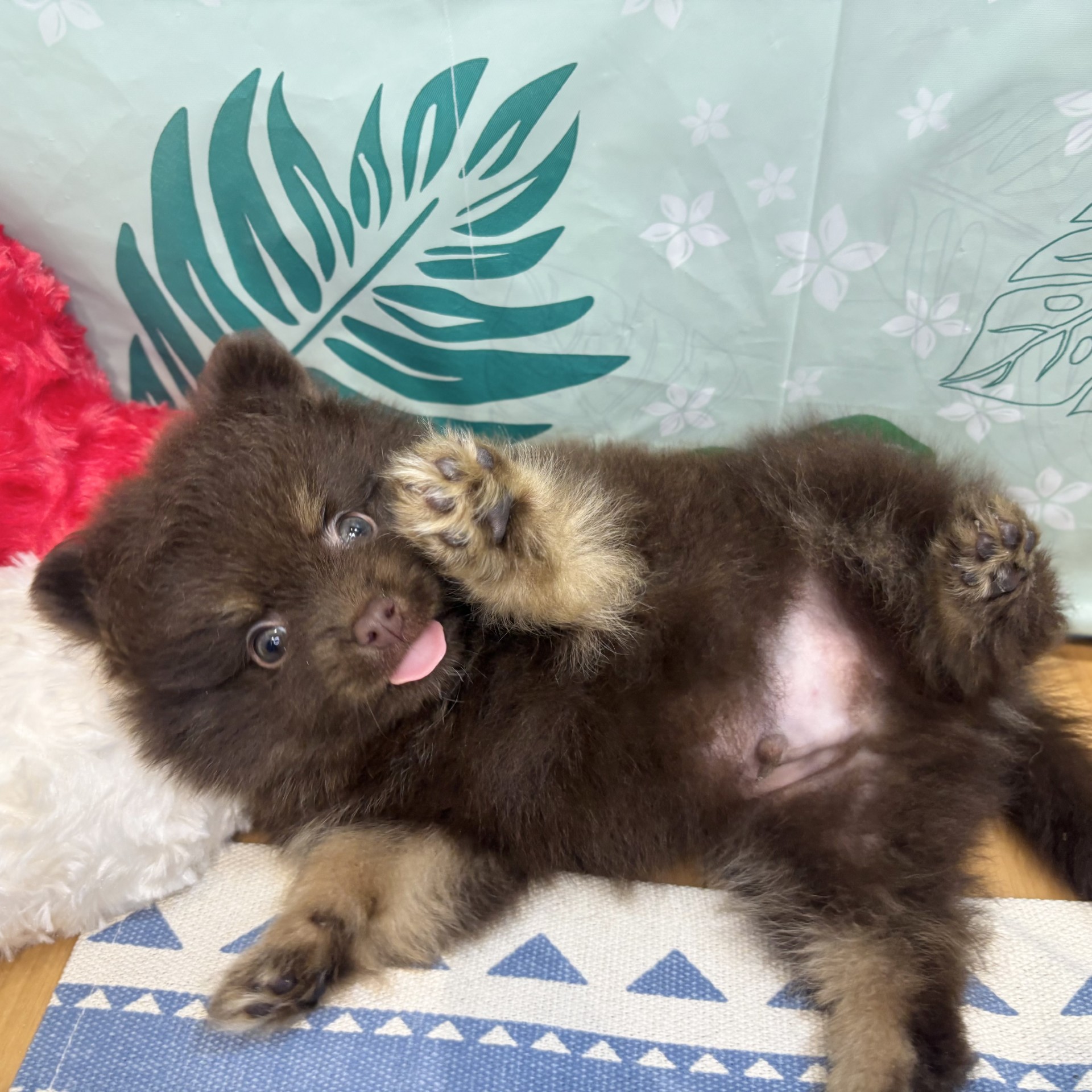 長野県のポメラニアン (犬の家＆猫の里カインズ梓川店/2026年6月16日生まれ/男の子/チョコレートタン)の子犬の4枚目の画像