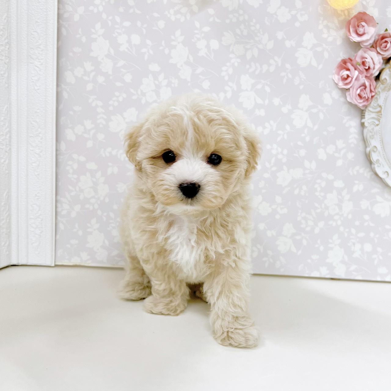 富山県のマルプー(マルチーズ×プードル) (犬の家＆猫の里アミーゴ高岡蓮花寺店/2026年6月15日生まれ/男の子/クリーム)の子犬の4枚目の画像
