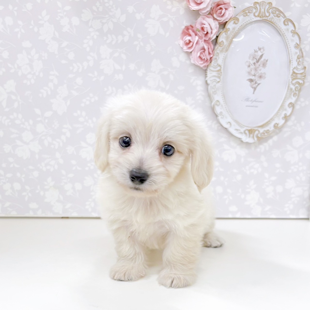 富山県のマルックス(マルチーズ×ダックス) (犬の家＆猫の里アミーゴ高岡蓮花寺店/2026年6月15日生まれ/女の子/クリーム)の子犬の4枚目の画像