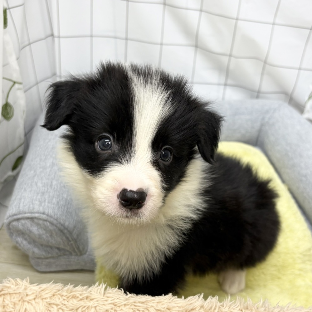 長野県のボーダーコリー (犬の家＆猫の里塩尻店/2026年6月16日生まれ/男の子/ブラックホワイト)の子犬の4枚目の画像