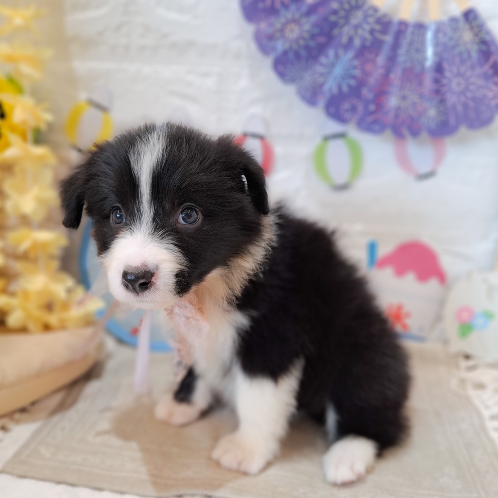 静岡県のボーダーコリー (犬の家＆猫の里富士店/2026年6月16日生まれ/女の子/ブラックホワイト)の子犬の4枚目の画像