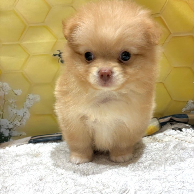 福岡県のポメチワ/チワポメ/ポメチー(ポメラニアン×チワワ) (犬の家＆猫の里トリアス久山店/2026年6月16日生まれ/男の子/クリーム)の子犬の4枚目の画像
