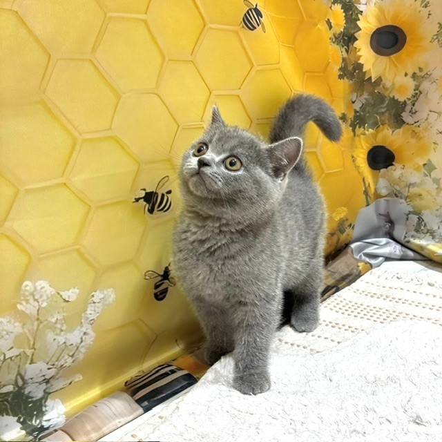 福岡県のブリティッシュショートヘアー (犬の家＆猫の里トリアス久山店/2026年6月11日生まれ/男の子/ブルー)の子猫の4枚目の画像
