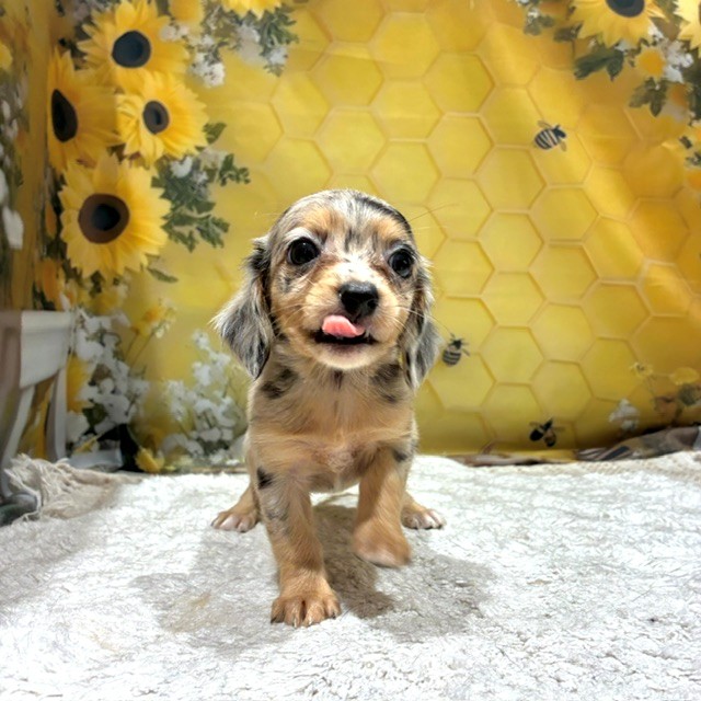 福岡県のチワックス(チワワ×ダックス) (犬の家＆猫の里トリアス久山店/2026年6月15日生まれ/女の子/ブルーマール)の子犬の4枚目の画像